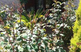 Artemisia Traditional Home - Foto 9