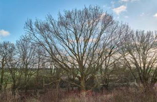 Vier Lärchen - Foto 36