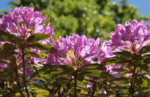 Valle Paraizo - Foto 56