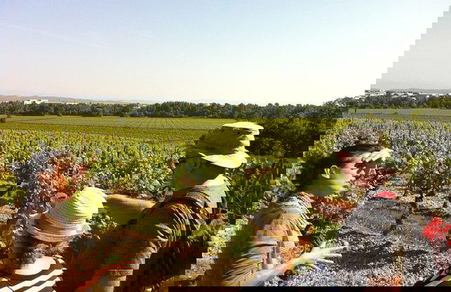 Cité de Carcassonne und private Weinprobe von Toulouse - Foto 2