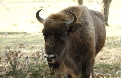 Paleolítico rural - Photo 66