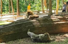 Bel appartement F2 entièrement rénové - Foto 37