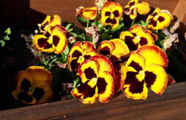 CASA DA VIZINHA, QUINTA DAS MEMÓRIAS - Foto 20