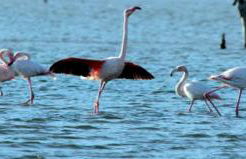 HAUT VILLA MESANGES EN BORD DE MER ! - Foto 80