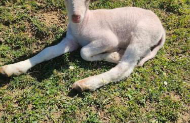 Gîte au coeur du Plantaurel - Foto 13