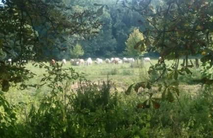 Gutshaus am Nationalpark Unteres Odertal - Foto 10