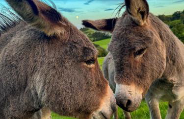 Wheat Cottage - 5* Cyfie Farm with private covered hot tub - Foto 23