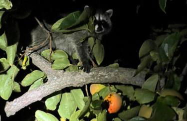 Smiling Otter Retreat! Waterfront/pool/spa/games! - Foto 78