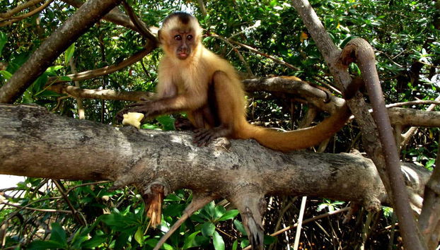 Macaco