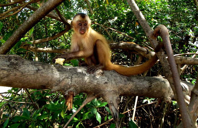 Traslado a Atins en lancha rápida - Foto 2