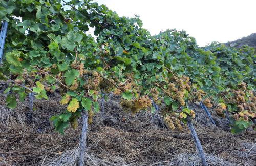 Ferienwohnung Götz - Foto 15