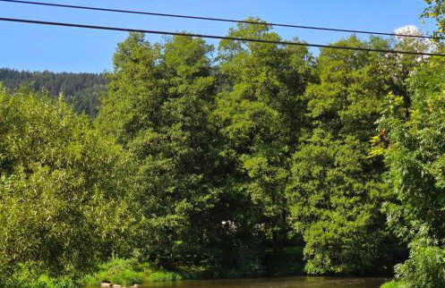 Schönes Apartment / Ferienwohnung am Regen - Foto 27