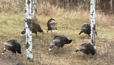 Modern barn by the creek - Foto 3