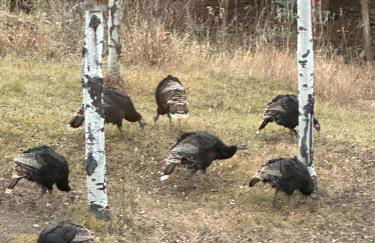 Modern barn by the creek - Foto 3