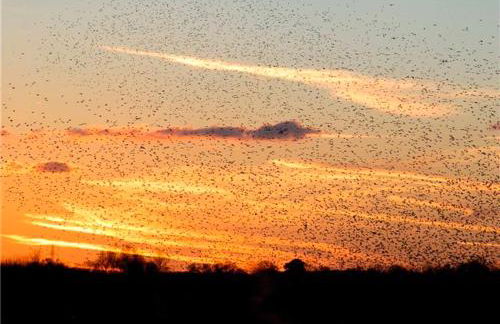 Wilf's Barn, romantic cottage with free parking - Foto 29