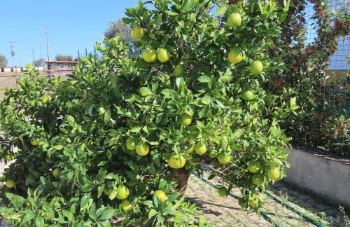 Monte Além Tejo - Foto 45