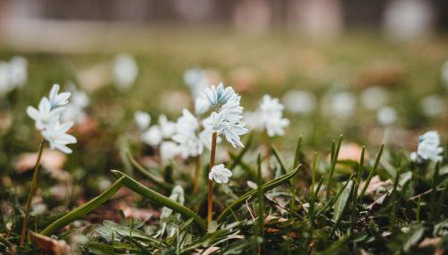 Tiny Haus 2 - Feige - Foto 5