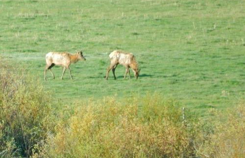 Wapiti Retreat at 22 West Cabins and Recreation - Foto 7