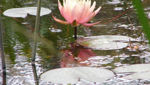 Ferienwohnung Seerose - Foto 2