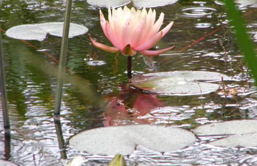 Ferienwohnung Seerose - Foto 2