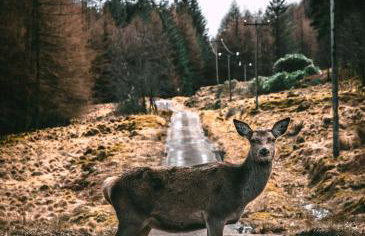 Carvetii - Borthwick House - Ground floor flat - Foto 16