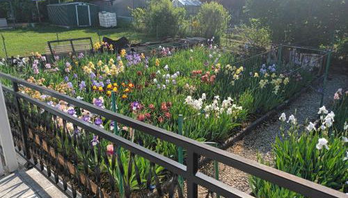 Le jardin aux iris - Foto 3, Garden view