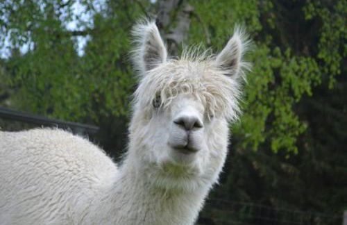 Exenbacher Hof - Foto 38