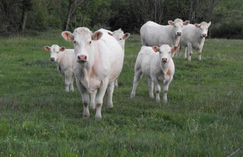 Charmante Maison avec Cheminée et Jardin, Animaux Acceptés - FR-1-496-87 - Foto 22