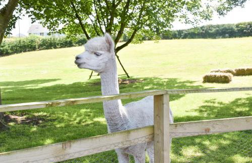 Pine Lodge - Uk30007 - Foto 40