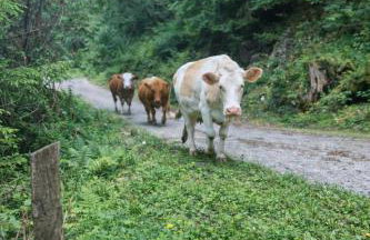 MARY HOUSE Panorama relax garden With Free Parking - Foto 35