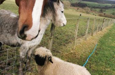 Glen Bay - 2 Bed Lodge on Friendly Farm Stay with Private Hot Tub - Foto 43