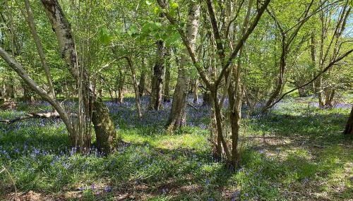 Nettlebed Farm Holiday Lets Barn3 - Foto 4