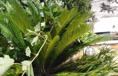 Treasures B&B - Foto 7