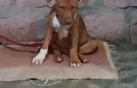 Pousada Rancho do Lago - Foto 41