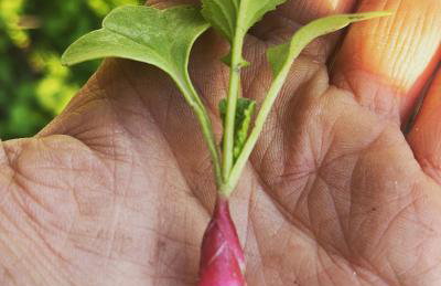 Maison typique Corse écologique - Photo 46