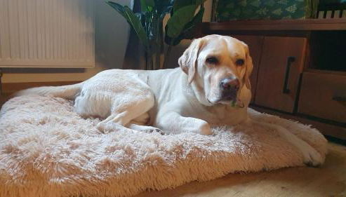 StayZen Holz & Hirsch Deluxe Hideaway zentral mit Parkplatz - Foto 4