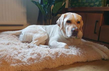 StayZen Holz & Hirsch Deluxe Hideaway zentral mit Parkplatz - Foto 4