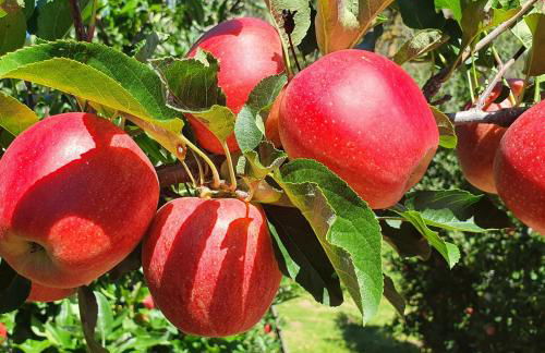 Mareinhof Vetzan-Apples,apartments&more - Foto 30