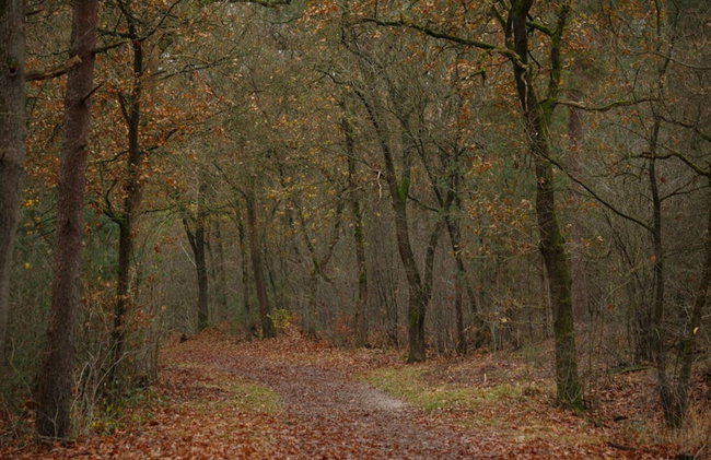 Holiday Home in Voorthuizen Near Veluwe Park - Foto 32