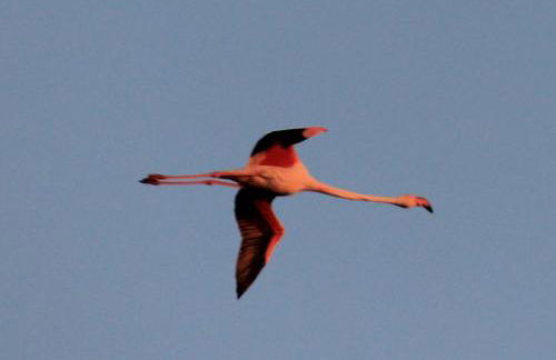 Flamingo's way Cagliari - Foto 39