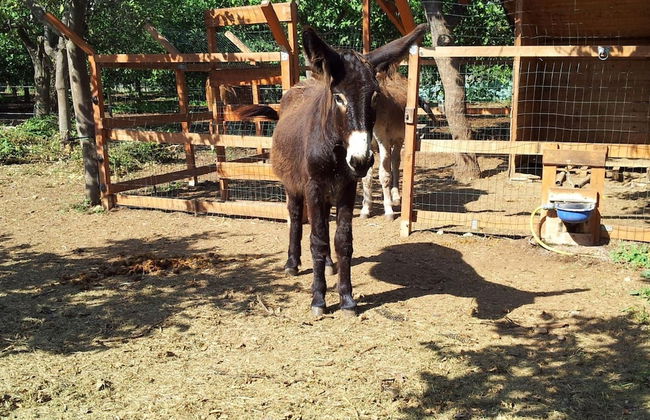 Casale Della Pergola Eco-friendly by the sea - Foto 36