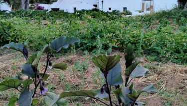 Masseria Piccole Taverne - Foto 3