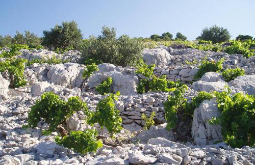 Vila Propuh Primošten - Foto 34