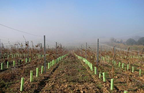 Entre Vinhas & Mar - Foto 35