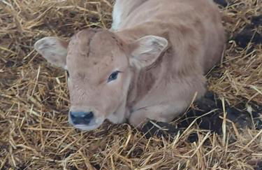 Gite "la nature" - Foto 18