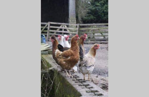 Stones Cottage Farm, nr Haworth, family friendly, work friendly, gaming barn, hot tub, free wifi, free parking, EV point - Foto 35