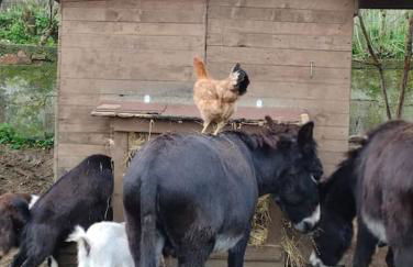 Casa vacanze il Pastore Tedesco - Foto 11