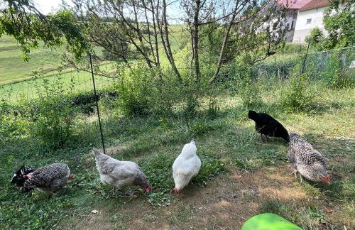 Ferienwohnung Aussicht, Monheimer Alb, Altmühltal - Foto 5