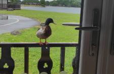 Tegid Lodge- Pine Lake Resort - Foto 35