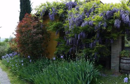 Podere dell'Anselmo - Foto 148